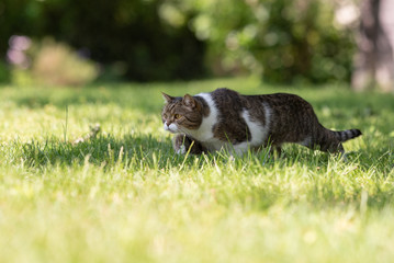 tabby white british shorthair cat prowling in back yard sneaking over the lawn on a sunny day
