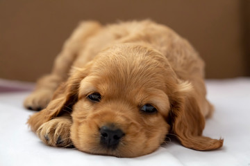 Pet animal; English Cocker Spaniel puppy sleeping indoor