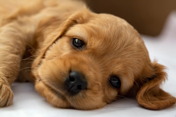 Pet animal; English Cocker Spaniel puppy sleeping indoor