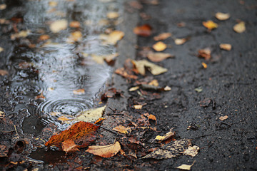 Autumn rain in the park