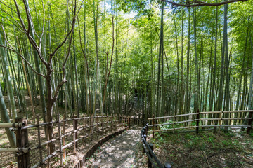 Fototapeta premium 都筑中央公園 ばじょうじ谷戸の竹林