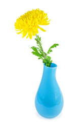 One fresh yellow chrysanthemum flower in blue vase isolated on white background
