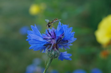 Kornblume mit Schwebfliege,Cornflower with fly