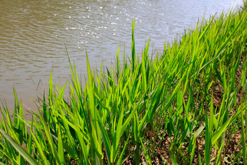 Obraz premium Phragmites australis at the water's edge