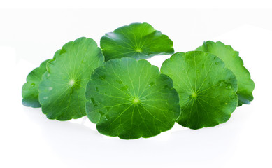 Closeup leaf of Gotu kola, Asiatic pennywort, asiatic leaf isolated on white background