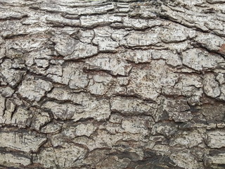 Close-up Old Tree Trunk Texture for wood texture background.