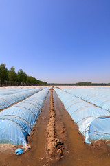 Plastic arch shed in the field