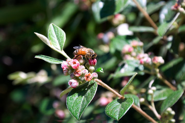 bee collects pollen from a flower on a tree
