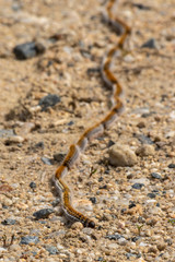 Chenilles procéssionnaires