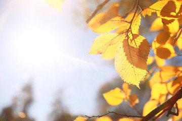 Autumn background in the park