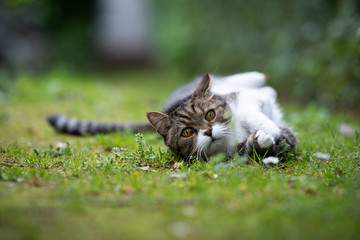 tabby white british shorthair cat rolling on the ground in the back yard stretching looking at camera