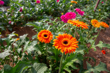Fresh Gerbera flowers field, greenhouse. Agriculture concept photo.