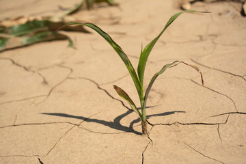 Young corn plant on a very dry soil