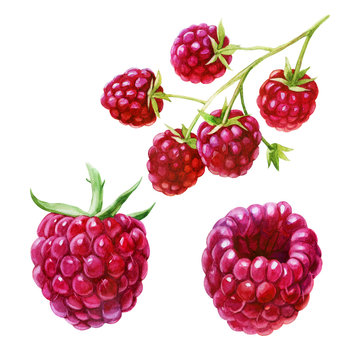 Watercolor illustration, set. Raspberries on the side, from different angles. Raspberries on a branch.