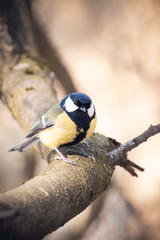 great tit on branch
