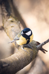 great tit on branch