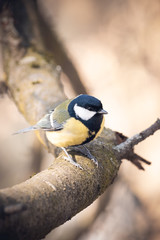 great tit on branch