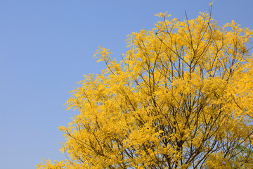 Branches of Sophora japonica
