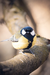 Great tit on branch