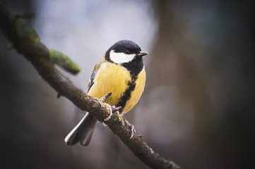 Great tit on branch