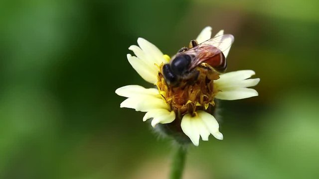 Bees that are looking for food by pollinating flowers