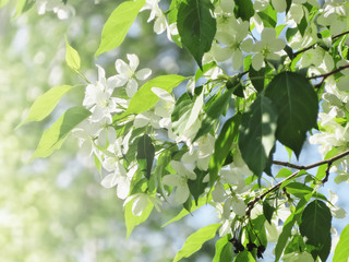 Blooming apple tree spring beautiful day