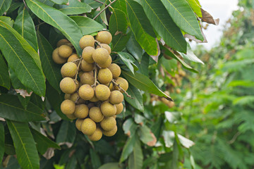 close up of Longan , selective focus (detailed close-up shot)