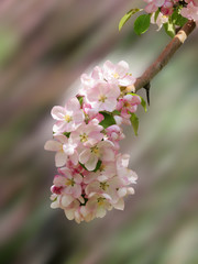 Blooming apple tree spring beautiful day