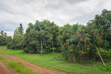 Fototapeta na wymiar Longan plantation , selective focus (detailed close-up shot)