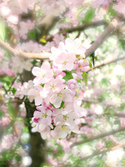 Obraz na płótnie Canvas Blooming apple tree spring beautiful day