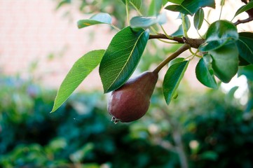 Birne,peach,pear,red,Williams,