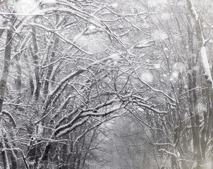 Snow-covered winter park and benches. Park and pier for feeding ducks and pigeons. The first snow covered the autumn park.