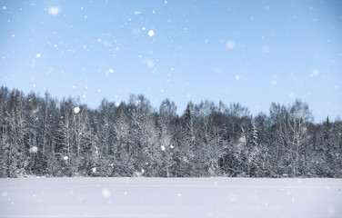 magic pine forest in winter season in snow