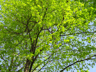 big tree crown in the blue sky