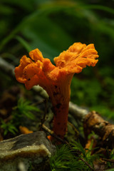 Orange Mushroom Grows on Forest Floor