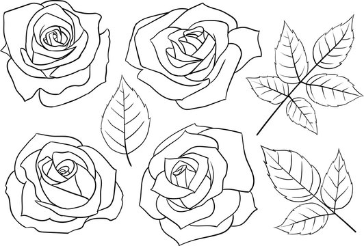 Set of hand-drawn linear roses and leaves.