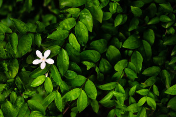 White flower and Green leaves background.Green leaves color tone dark  in the morning.Tropical...