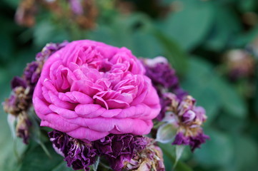 Rose, Blume, Rosa, Garten, Natur, Blumen, Grün, Pflanze, Blütenblatt, Blüte, Flora, Rosen, Rot, schön, Sommer, Schönheit, Blumen, Blüte, Liebe, 