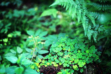 Background from plant clover four leaf. Irish traditional symbol. St.Patrick 's Day.