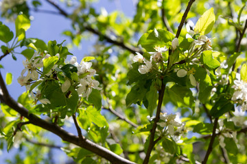 flowery almond detail and blue sky