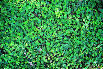 Background from plant clover four leaf. Irish traditional symbol. St.Patrick 's Day.