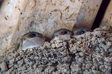 young swallow family feeding in summer season