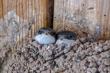 young swallow family feeding in summer season