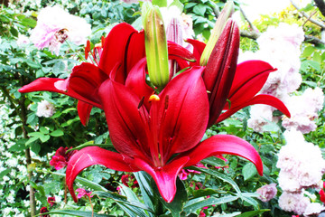 flowering red lily plant. botanical close-up and floral detail