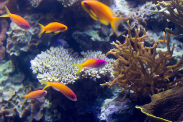 Fototapeta na wymiar Saltwater coral reef aquarium 