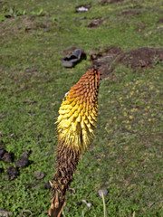 Carpets of Helichrysum brownei, Sanetti plateau, Bale National Park, Ethiopia.