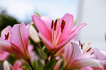 Pink Lilly - obrazy, fototapety, plakaty