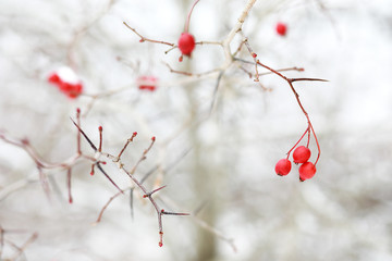 Winter landscape of country fields and roads