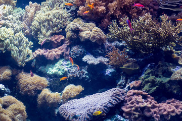 Saltwater coral reef aquarium 
