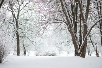 Fototapeta na wymiar Winter landscape. Forest under the snow. Winter in the park.